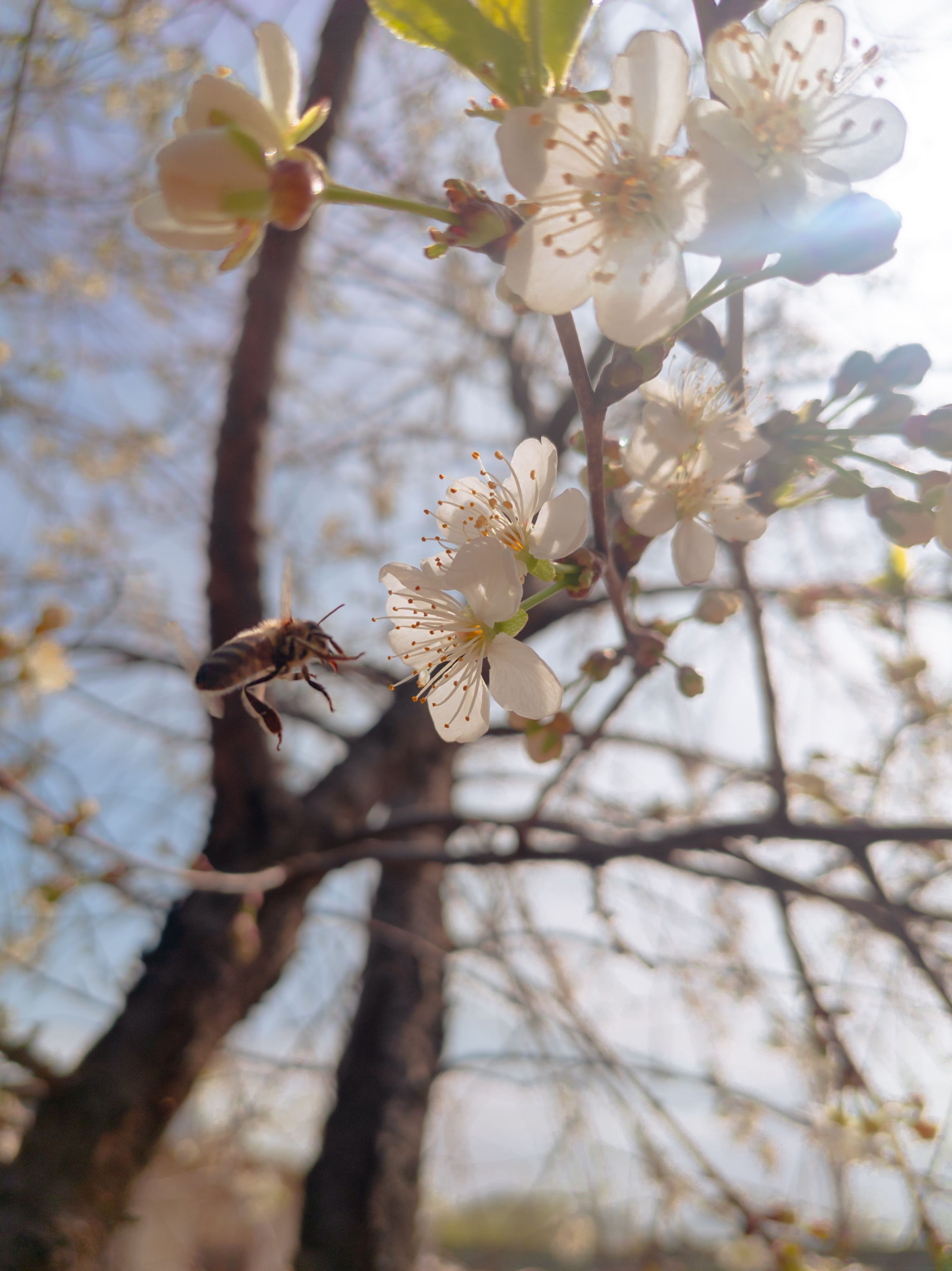 Bee & cherry blossom